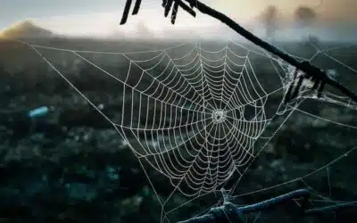 Comment vaincre sa phobie des araignées naturellement