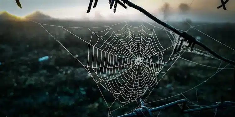 Peur des araignées (arachnophobie)